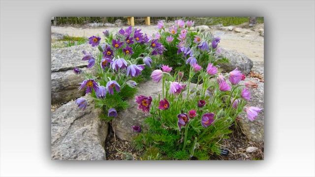 Сон Трава в Ландшафтном Дизайне 83 красивых примера смотреть онлайн