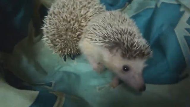 Маленький ежик смотреть онлайн