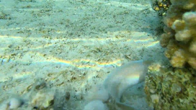 Обитатели Красного моря - перечная мурена / Geometric moray. Отель Pyramisa Sahl Hasheesh. смотреть онлайн