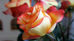 Нинка, как картинка, с фраером гребёт  | А. Розенбаум | Кавер песни | Женский дуэт