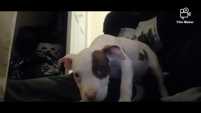 MEET MY DOG NAME DOLLAR PATRON SANDERS