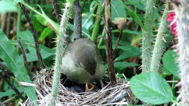 "Заботливые родители" Гнездо с птенцами Пересмешка зеленая смотреть онлайн