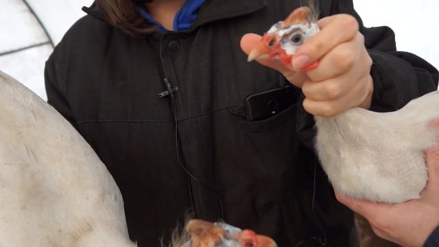 Цесарка самец! Как отличить. Утренняя управа // Юлия Артуровна смотреть онлайн