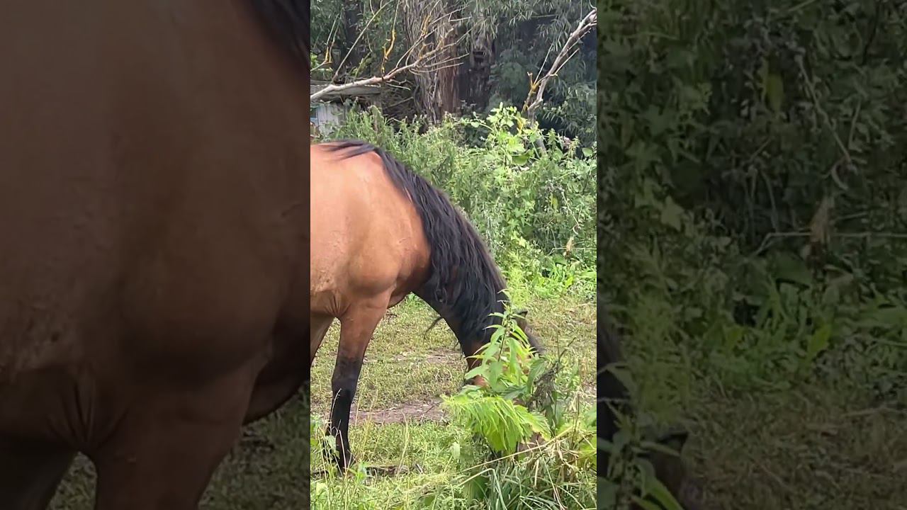 А ты бы переехал в деревню? смотреть онлайн