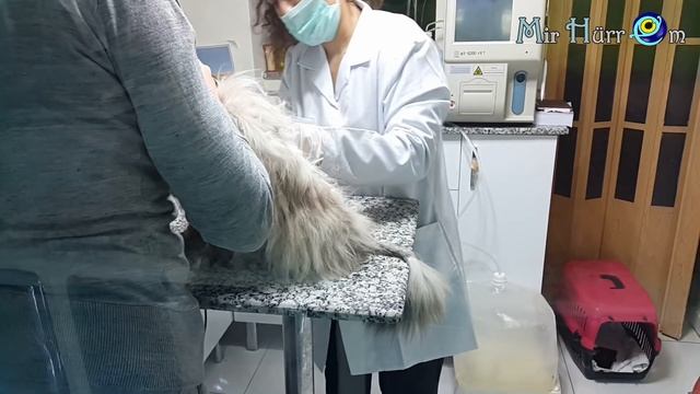 У турецкого ветеринара на приеме. Измир, Турция. смотреть онлайн