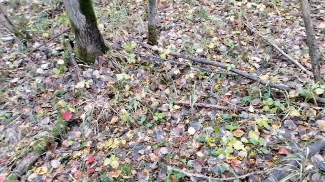 15 сентября БЕЛЫЕ ГРИБЫ и КРАСНОГОЛОВИКИ смотреть онлайн