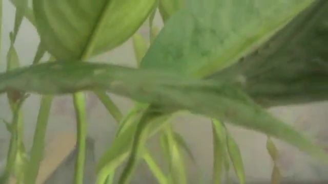 Аквариум и Геннадий Горин