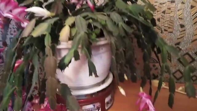 Как цветёт декабрист. смотреть онлайн