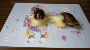 Улитки Ахатина Начало. Как у нас появилась наша парочка. Стоит ли Заводить улиток.