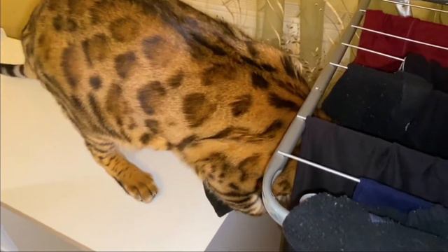 Бенгальский кот Лео, хулиган, ворует носки!