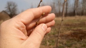 Фундук, женские почки, ждём орешки)