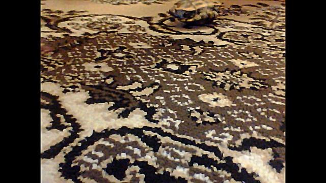 Черепаха укусила собаку смотреть онлайн