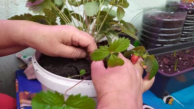 Бонус от земляники " Регина" F1. Укоренение отростка. смотреть онлайн