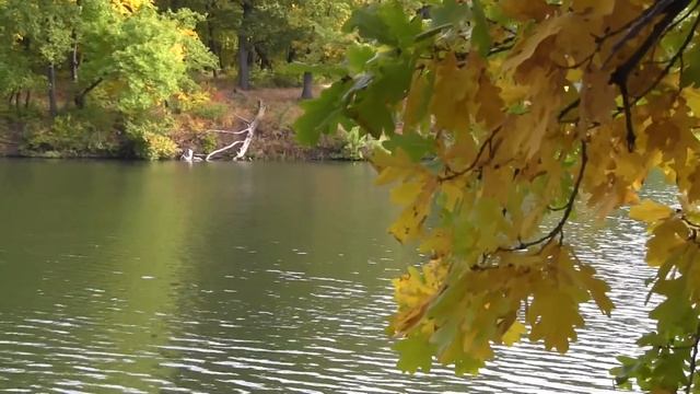 ФУТАЖ ОСЕНЬ ЖЕЛТЫЕ ЛИСТЬЯ НА ФОНЕ ВОДЫ смотреть онлайн