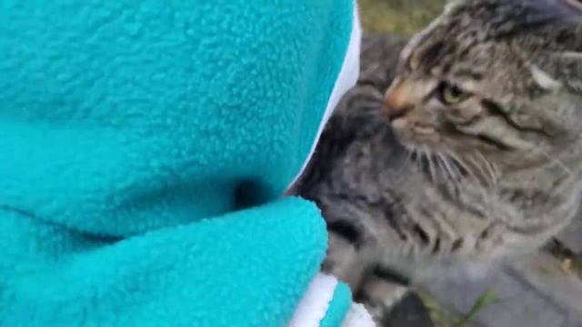 У Чернички волшебная палочка?! 🧚♀️что же с пуфиком!!? ☹️ смотреть онлайн