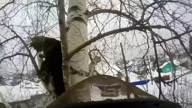Кошка на дереве смотреть онлайн