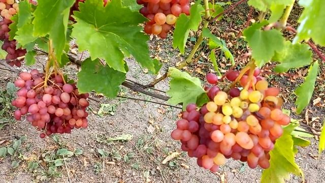 Кишмиш Велес - не надо удалять!!!!!