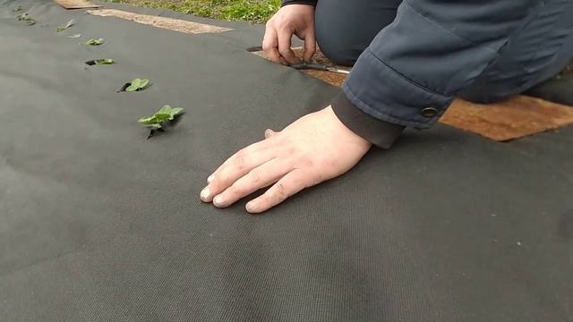 "НЕТ!" сорнякам в клубнике! Как сделать, чтобы не было сорняков в междурядьях клубники.Самоизоляция смотреть онлайн