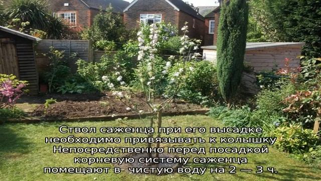 Яблоня Благая весть смотреть онлайн