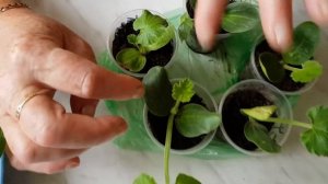 Рассада тыквы и кабачка