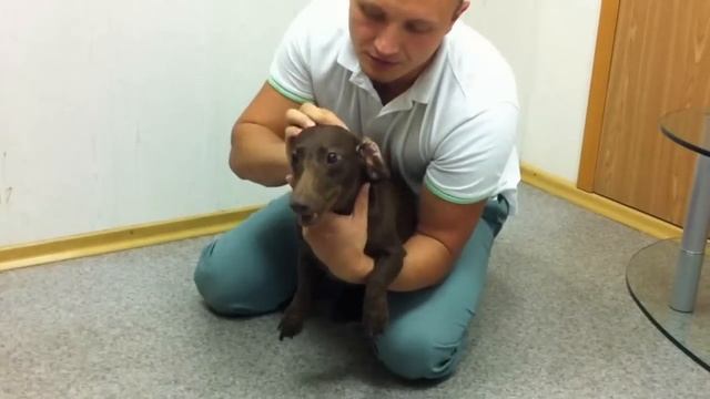 Лечение собаки с дископатией смотреть онлайн