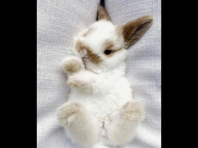 Кролики. Много Кроликов. Просто кролики. смотреть онлайн