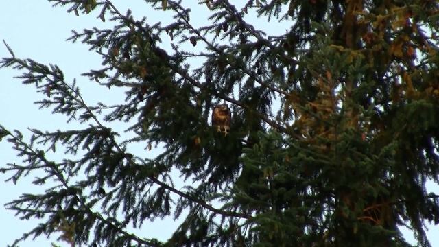 Young Red-tailed Hawk. Молодой краснохвостый канюк (2042sp)