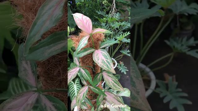 🍃Syngonium Podophyllum Pink Splash 
