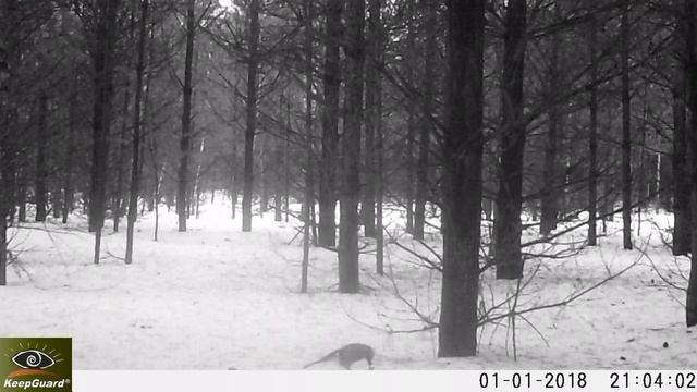 Толстенькая ЛИСА, КУНИЦА с СОЙКАМИ и ВОРОНОМ борются за приманку -- фотоловушка. смотреть онлайн