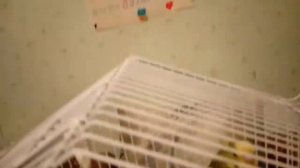 Мне купили попугая у меня день рождения 12 сентября 🎁🎊🎉🐤
