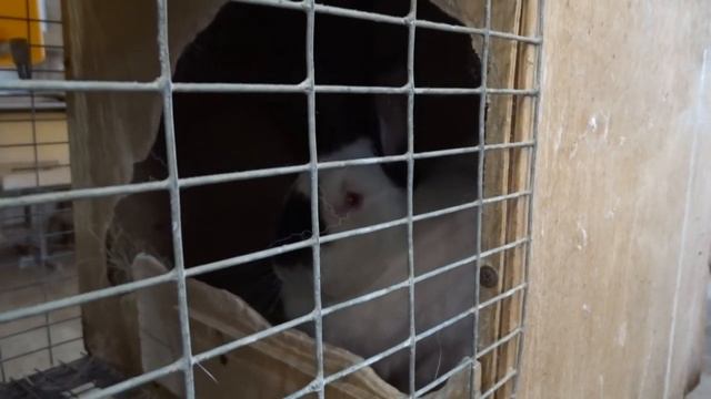 Племенная работа на ферме Моряк смотреть онлайн