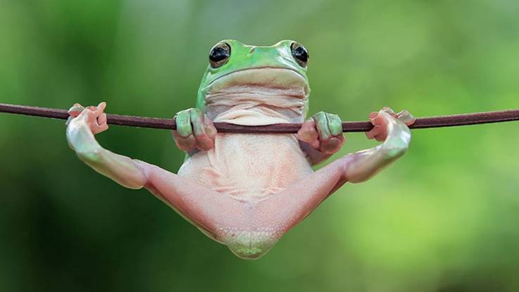 😂😂😂🤣Смешные видео с лягушками.