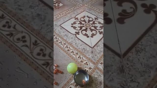 Games at Home in Lockdown Period With Prashant Devare Sir For Leaping the Ball and Taking for Beads смотреть онлайн