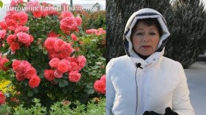 Зимостойкость Роз и их климатические зоны