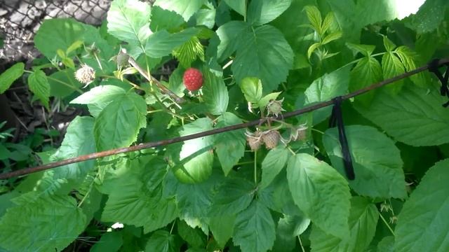 Малина сорта. Моя история выбора сортов. смотреть онлайн