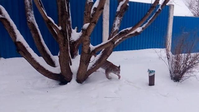 Рысь Даша домашняя. Мне 19 месяцев Новый год смотреть онлайн