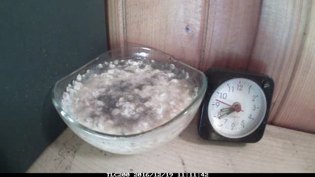 Decomposition Of The Cucumber Soup - Time Lapse (zupa Ogórkowa) Nudle Amino