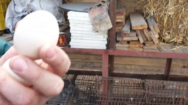 Кролики в вольере/Новости на птичьем дворе/Моя неудачная рассада/влог смотреть онлайн