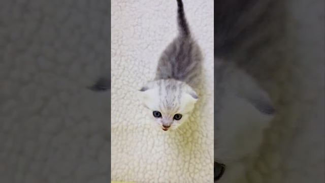 Котёнок громко мяукает и зовёт маму кошку смотреть онлайн