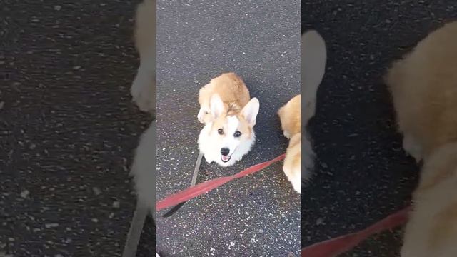 Корги:дневные прогулки #corgi #welshcorgi #dogs #perros #hund #puppies #корги #щенки # #bravariafam смотреть онлайн