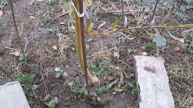 Ива плакучая формирование смотреть онлайн