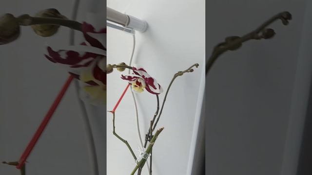 ОРХИДЕЯ МУРСИЯ -моя коровка.РАДУЕТ меня своим цветением?! смотреть онлайн