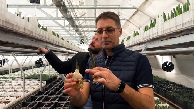 Проверка выгонки тюльпанов | Полезные советы для зрителей. У Ивана, часть 1. смотреть онлайн