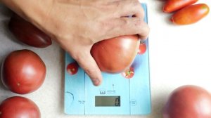 Томат Углерод. Победитель в номинации «Самый вкусный томат»!