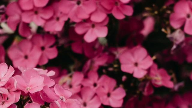 Pink Flowers Background / Backdrop - Smooth Loop - No Filter - 10 Hours