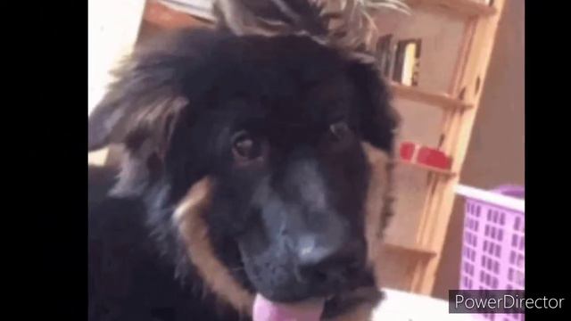 King Shepherd VS King Doberman. смотреть онлайн