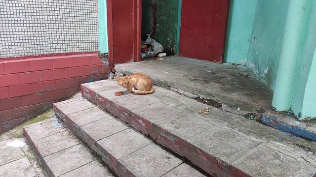 Кошки как и люди боятся иммиграции, в 50 метрах от этого места бабули кормят кошек от пуза,эта худа смотреть онлайн