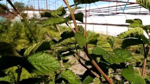 ежевика сорт блек джем, начало цветения на прошлогодних побегах.