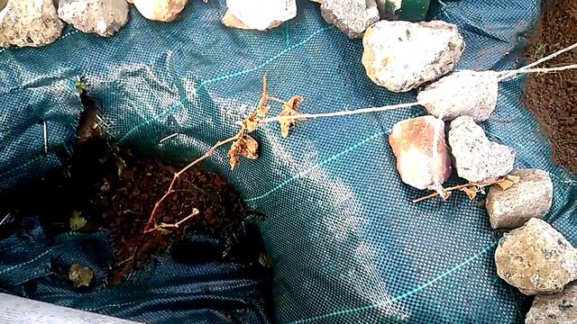 Виноград. 2 главных ошибки при ПОСАДКЕ, которые НЕВОЗМОЖНО исправить. Не сади свой виноград так! смотреть онлайн