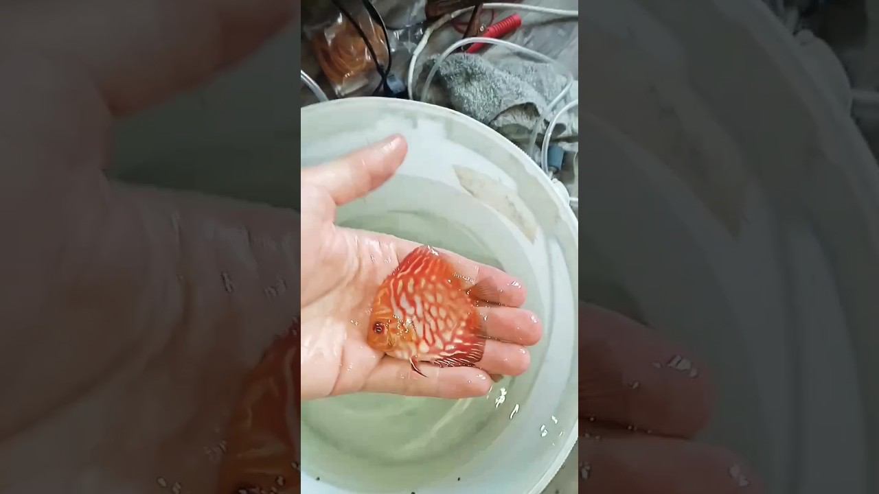 Чекерборды и Туркисы уехали в Нижний Новгород #aquarium #аквариум #дискусы #discus #аквариумныерыбки смотреть онлайн
